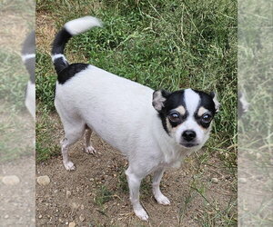 Chihuahua-Unknown Mix Dogs for adoption in Olalla, WA, USA
