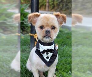 Shiranian Dogs for adoption in Oakley, CA, USA