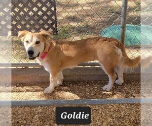 Basset Retriever Dogs for adoption in Granbury, TX, USA