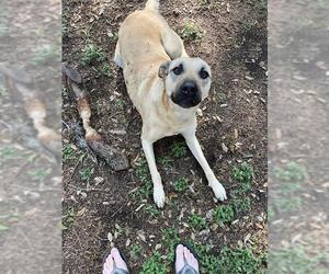 Black Mouth Cur Dogs for adoption in San Antonio, TX, USA