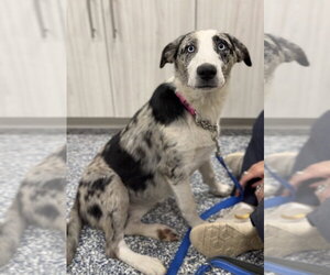Australian Shepherd-Irish Wolfhound Mix Dogs for adoption in Bemidji, MN, USA