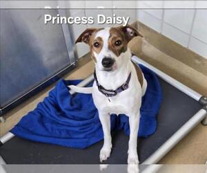 Mutt Dogs for adoption in Derwood, MD, USA