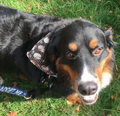 Bernese Mountain Dog Dogs for adoption in Southeastern, PA, USA