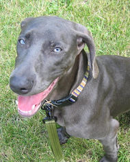 Weimaraner Dogs for adoption in St. Cloud, MN, USA