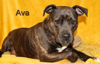Staffordshire Bull Terrier Dogs for adoption in Hot Springs Village, AR, USA