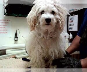 Mutt Dogs for adoption in Martinez, CA, USA