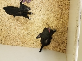 Chiweenie Dogs for adoption in CHERRY HILL, NJ, USA