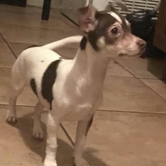 Minnie Jack Dogs for adoption in Davie, FL, USA