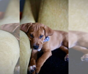 Mutt Dogs for adoption in Duluth, MN, USA