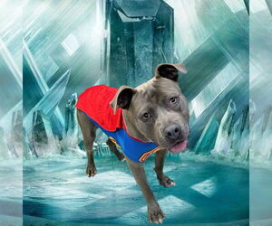 American Pit Bull Terrier Dogs for adoption in Bryant, AR, USA