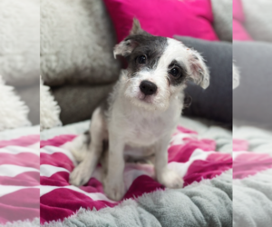 Poovanese Dogs for adoption in Phoenix, AZ, USA