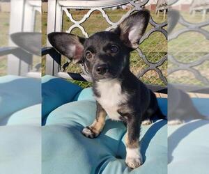 Chion Dogs for adoption in Scottsboro, AL, USA