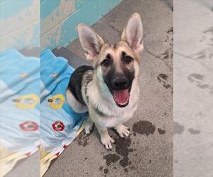 German Shepherd Dog-Unknown Mix Dogs for adoption in Woodland, CA, USA