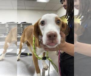 Beagle Dogs for adoption in Forestville, MD, USA
