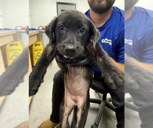 Labrador Retriever-Unknown Mix Dogs for adoption in Corpus Christi, TX, USA