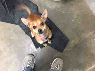 Chihuahua Dogs for adoption in Santa Rosa, CA, USA