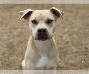 Mutt Dogs for adoption in Tulsa, OK, USA