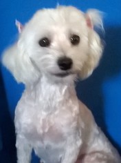 Maltese Dogs for adoption in Campbell, CA, USA