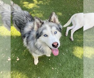 Alaskan Malamute Dogs for adoption in San Francisco, CA, USA