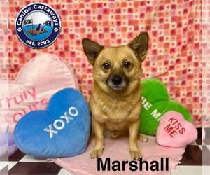 Pomeranian-Unknown Mix Dogs for adoption in Arcadia, FL, USA