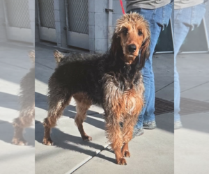 Doodleman Pinscher Dogs for adoption in Salt Lake City, UT, USA