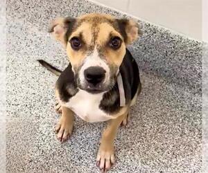 Staffordshire Bull Terrier-Unknown Mix Dogs for adoption in Houston, TX, USA