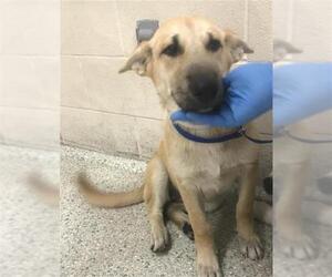 German Shepherd Dog Dogs for adoption in Conroe, TX, USA