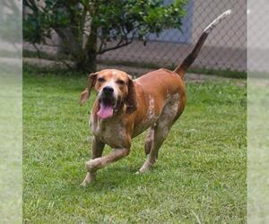 English Coonhound Dogs for adoption in Gainesville, FL, USA