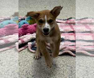 Mutt Dogs for adoption in Mechanicsburg, PA, USA