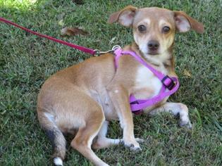 Medium Photo #1 Rat Terrier-Unknown Mix Puppy For Sale in Huddleston, VA, USA