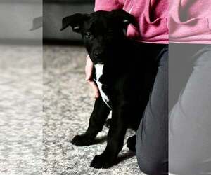 American Bulldog-Labrador Retriever Mix Dogs for adoption in Mechanicsburg, PA, USA