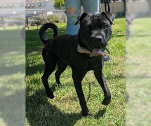 Medium Photo #2 Labrador Retriever-Unknown Mix Puppy For Sale in Ventura, CA, USA
