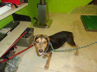 Black and Tan Coonhound Dogs for adoption in Green Cove Springs, FL, USA