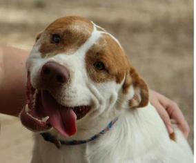 Labany Dogs for adoption in San Antonio, TX, USA