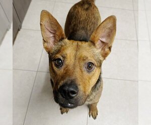 Small German Shepherd Dog Mix