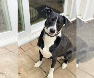 Collie-Labrador Retriever Mix Dogs for adoption in Alexandria, VA, USA