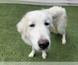 Great Pyrenees Dogs for adoption in Grand Prairie, TX, USA
