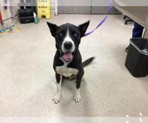 Australian Shepherd Dogs for adoption in Riverside, CA, USA