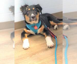 Border-Aussie Dogs for adoption in Rockville, MD, USA