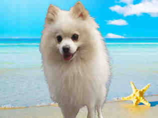 Pomeranian Dogs for adoption in Fairfield, CA, USA