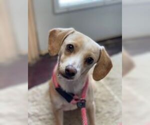 Beagle-Chihuahua Mix Dogs for adoption in Pleasanton, TX, USA