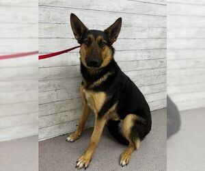 German Shepherd Dog Dogs for adoption in San Bernardino, CA, USA