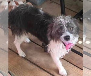 Mutt Dogs for adoption in Alexander, AR, USA