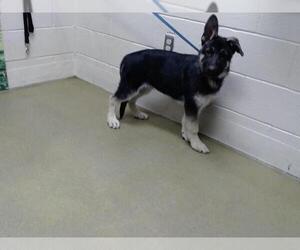 German Shepherd Dog-Unknown Mix Dogs for adoption in Moreno Valley, CA, USA