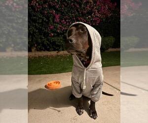 Labrador Retriever Dogs for adoption in Santa Maria, CA, USA