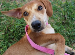 Dachshund Dogs for adoption in Euless, TX, USA