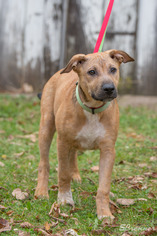 Bullmasador Dogs for adoption in Pequot Lakes, MN, USA