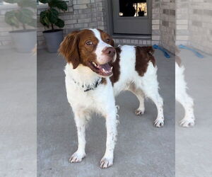Brittany Dogs for adoption in Curwensville, PA, USA