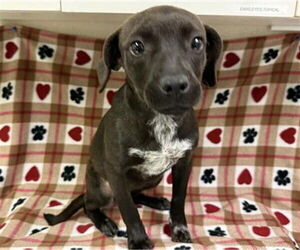 Chiweenie Dogs for adoption in HESPERIA, CA, USA