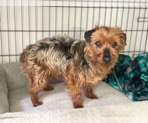 Mutt Dogs for adoption in Lewistown, PA, USA